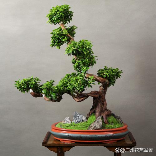 小叶榕怎么养，大琴叶榕怎么养？-第4张图片-优品飞百科