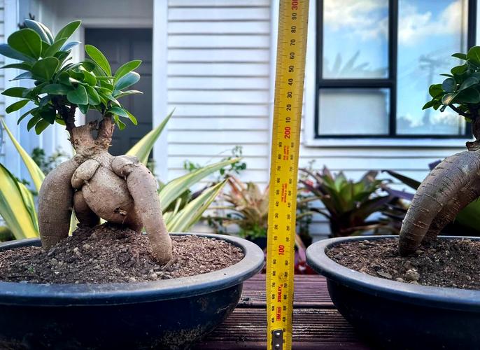 小叶榕怎么养，大琴叶榕怎么养？-第5张图片-优品飞百科