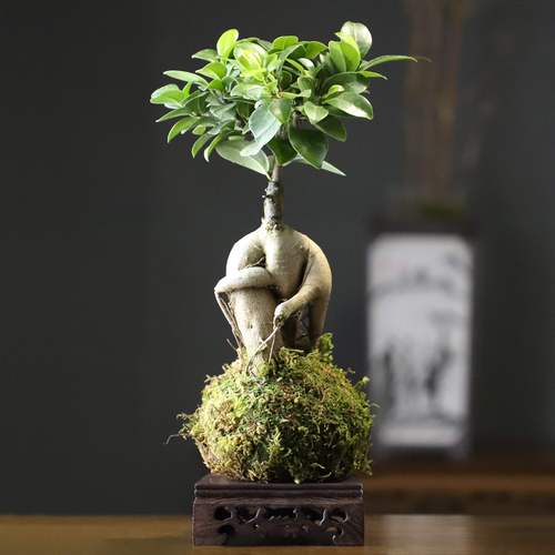 小叶榕怎么养，大琴叶榕怎么养？-第6张图片-优品飞百科