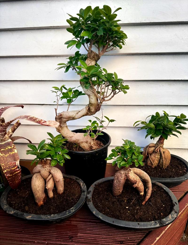 小叶榕怎么养，大琴叶榕怎么养？-第7张图片-优品飞百科