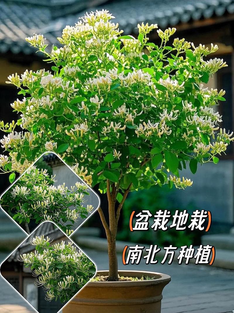 盆栽金银花怎样过冬？盆栽金银花怎么过冬？