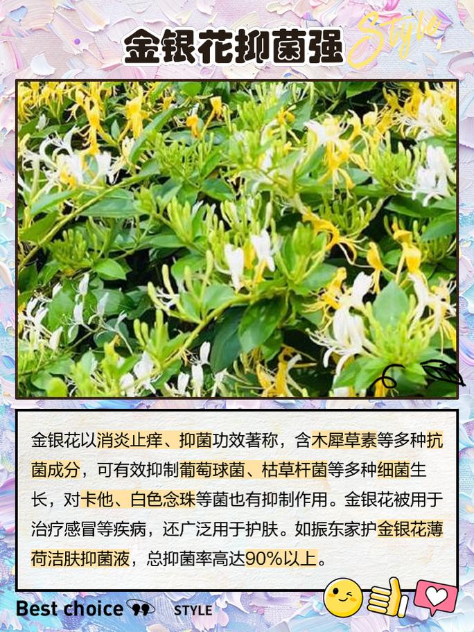 盆栽金银花怎样过冬？盆栽金银花怎么过冬？-第2张图片-优品飞百科