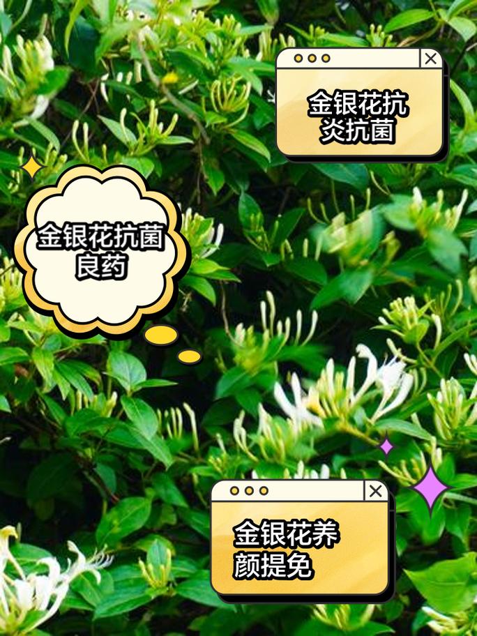 盆栽金银花怎样过冬？盆栽金银花怎么过冬？-第4张图片-优品飞百科