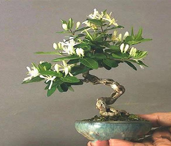 盆栽金银花怎样过冬？盆栽金银花怎么过冬？-第5张图片-优品飞百科