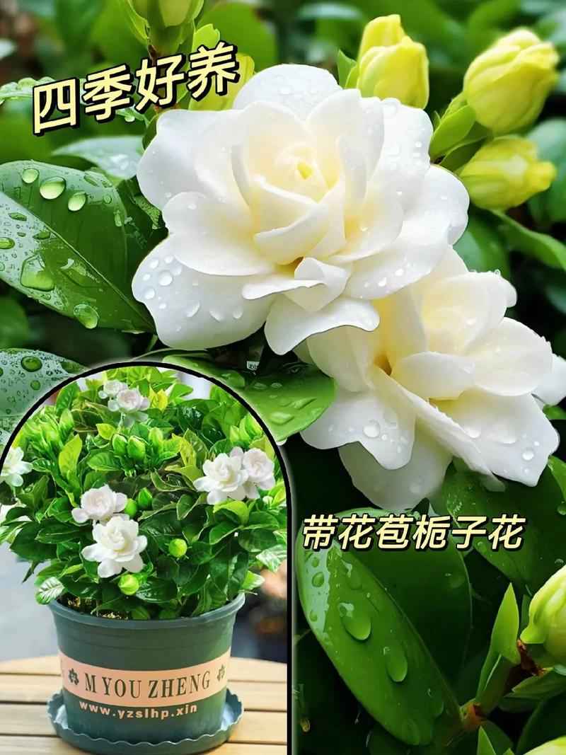 栀子花什么时候修剪？栀子花三月可以修剪吗？