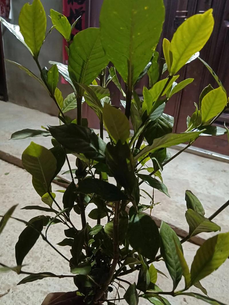 栀子花什么时候修剪？栀子花三月可以修剪吗？-第2张图片-优品飞百科