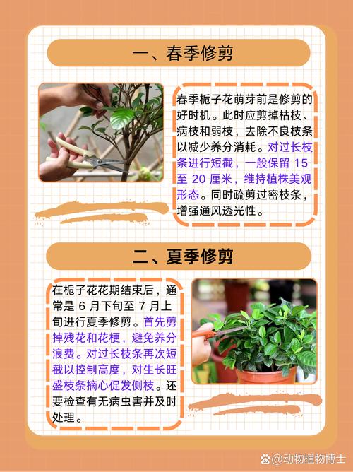 栀子花什么时候修剪？栀子花三月可以修剪吗？-第3张图片-优品飞百科