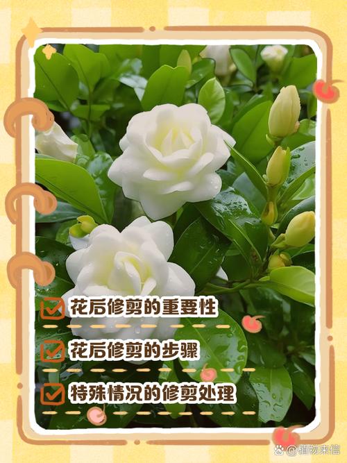 栀子花什么时候修剪？栀子花三月可以修剪吗？-第4张图片-优品飞百科