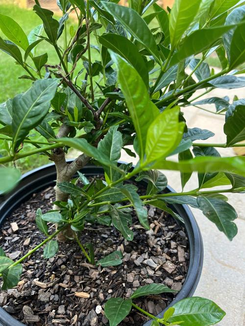 栀子花什么时候修剪？栀子花三月可以修剪吗？-第5张图片-优品飞百科