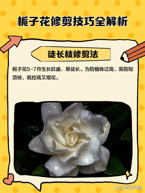 栀子花什么时候修剪？栀子花三月可以修剪吗？-第6张图片-优品飞百科