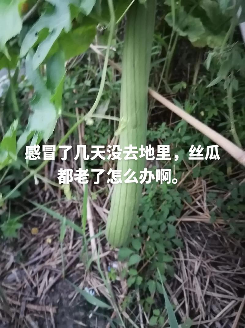老丝瓜千万别丢，老丝瓜有什么妙用？-第2张图片-优品飞百科