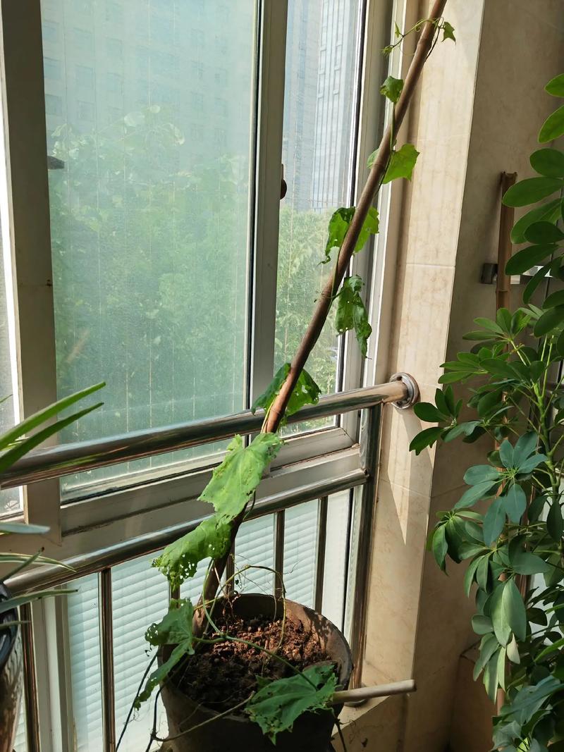 老丝瓜千万别丢，老丝瓜有什么妙用？-第5张图片-优品飞百科