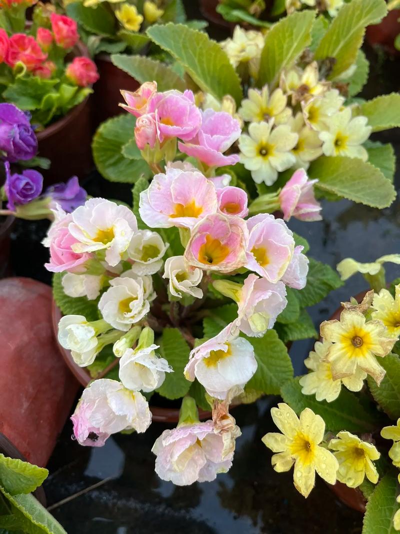 如何使报春花开不断？报春花开败后怎么修剪？-第2张图片-优品飞百科