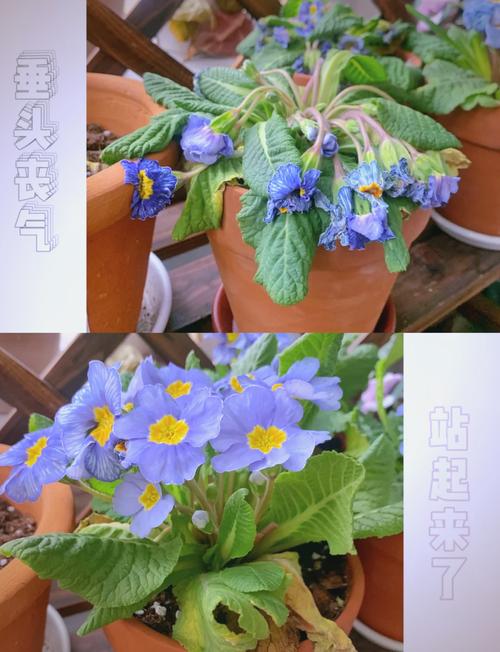 如何使报春花开不断？报春花开败后怎么修剪？-第3张图片-优品飞百科