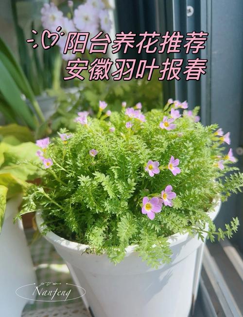 如何使报春花开不断？报春花开败后怎么修剪？-第4张图片-优品飞百科