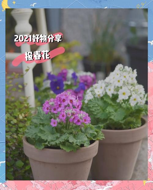 如何使报春花开不断？报春花开败后怎么修剪？-第5张图片-优品飞百科