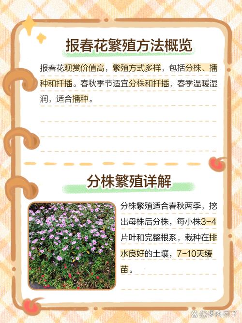 如何使报春花开不断？报春花开败后怎么修剪？-第7张图片-优品飞百科
