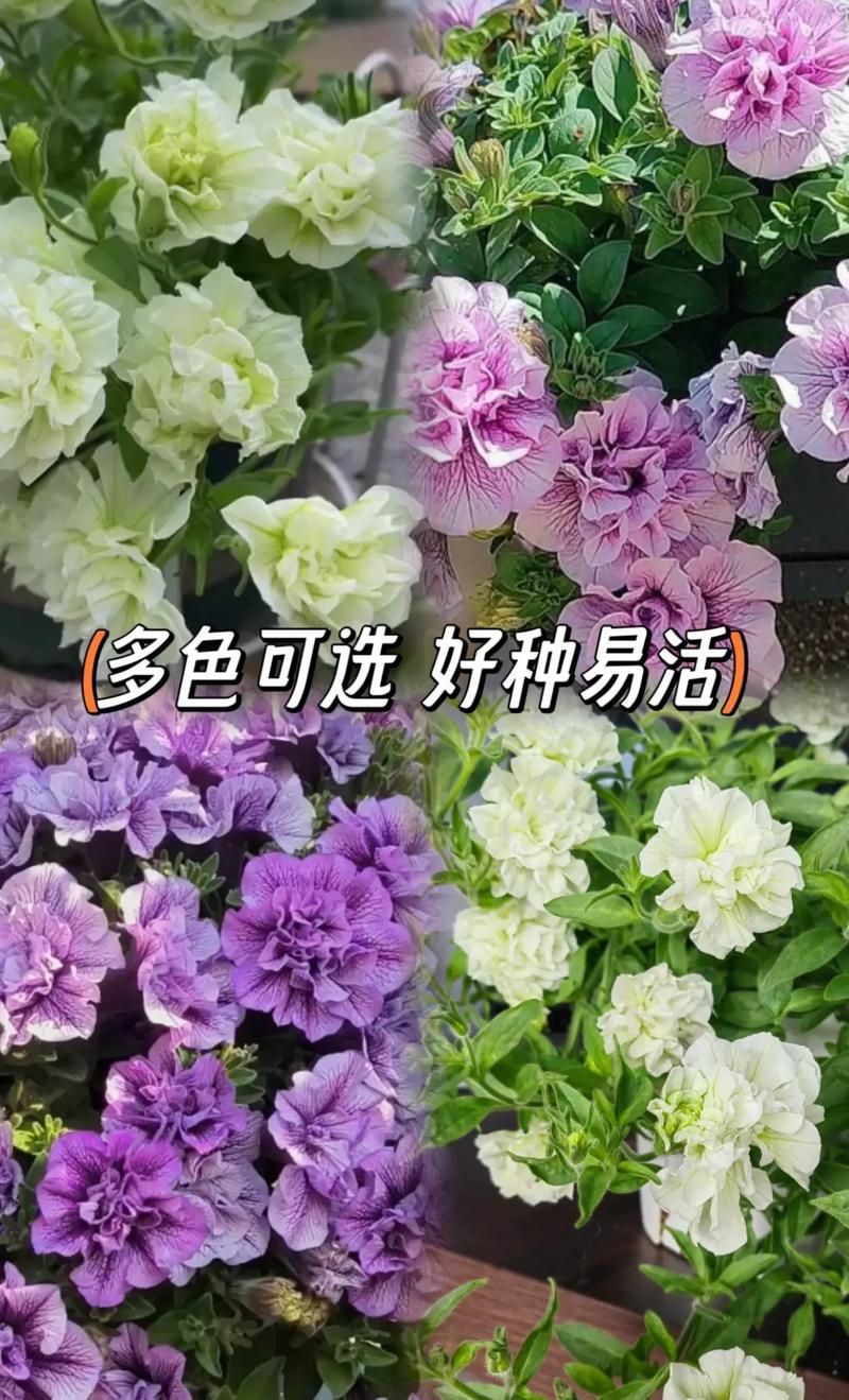 矮牵牛在什么季节开花？矮牵牛几月春播？-第1张图片-优品飞百科