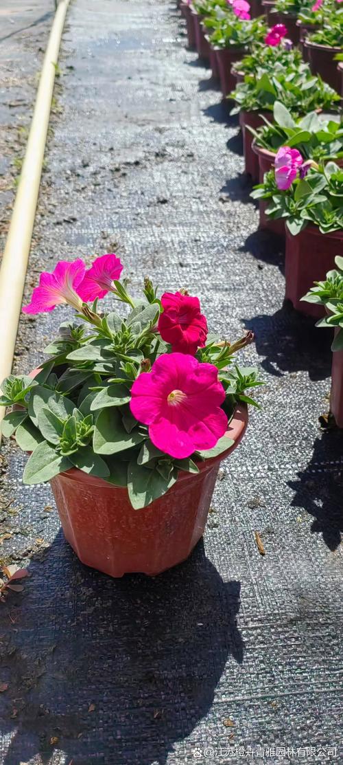 矮牵牛在什么季节开花？矮牵牛几月春播？-第2张图片-优品飞百科