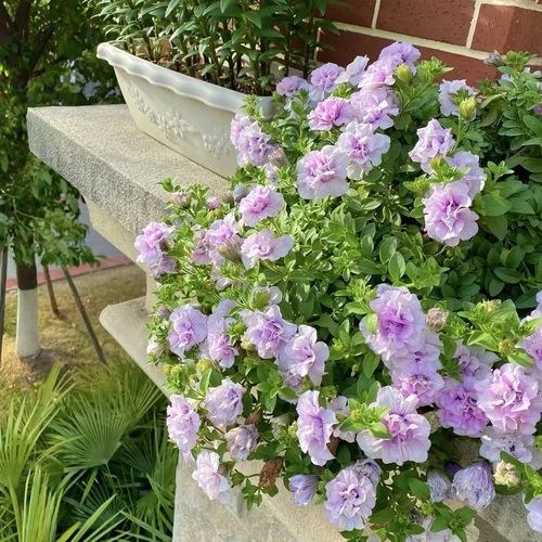 矮牵牛在什么季节开花？矮牵牛几月春播？-第3张图片-优品飞百科