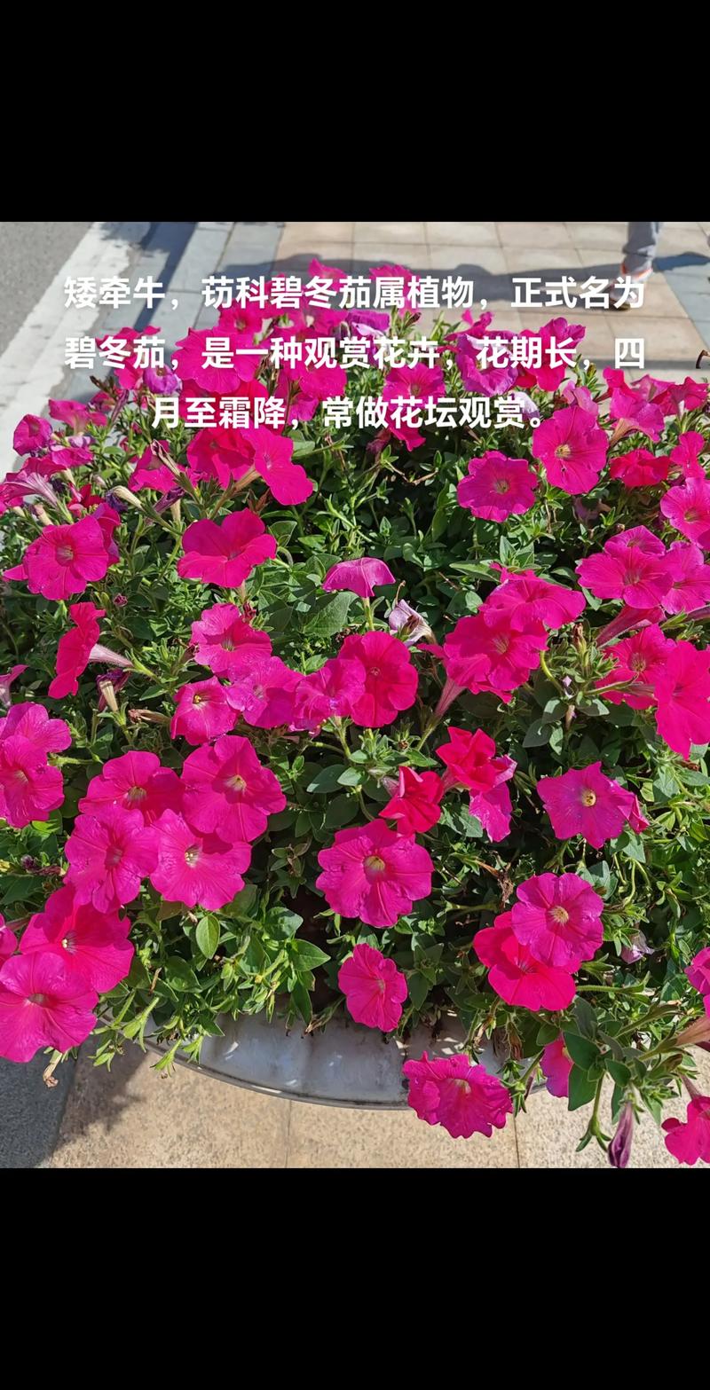 矮牵牛在什么季节开花？矮牵牛几月春播？-第4张图片-优品飞百科