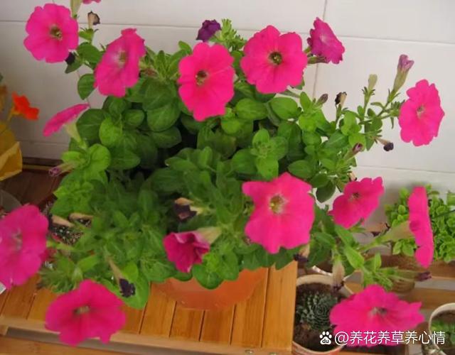 矮牵牛在什么季节开花？矮牵牛几月春播？-第5张图片-优品飞百科