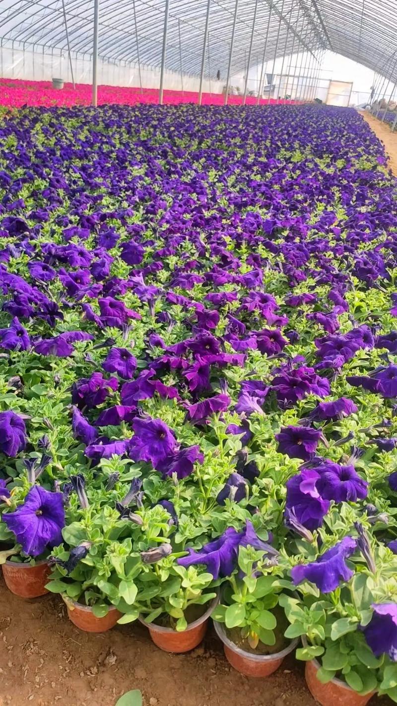 矮牵牛在什么季节开花？矮牵牛几月春播？-第6张图片-优品飞百科