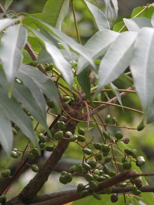 亚蜡木砍头方法，蜡木有什么作用-第2张图片-优品飞百科