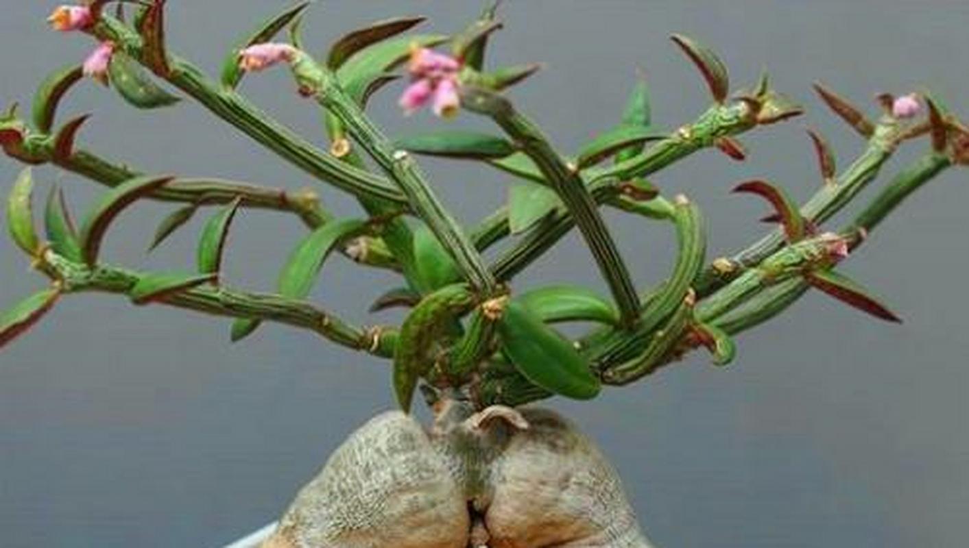 绯牡丹怎么过冬，绯牡丹怎么养？