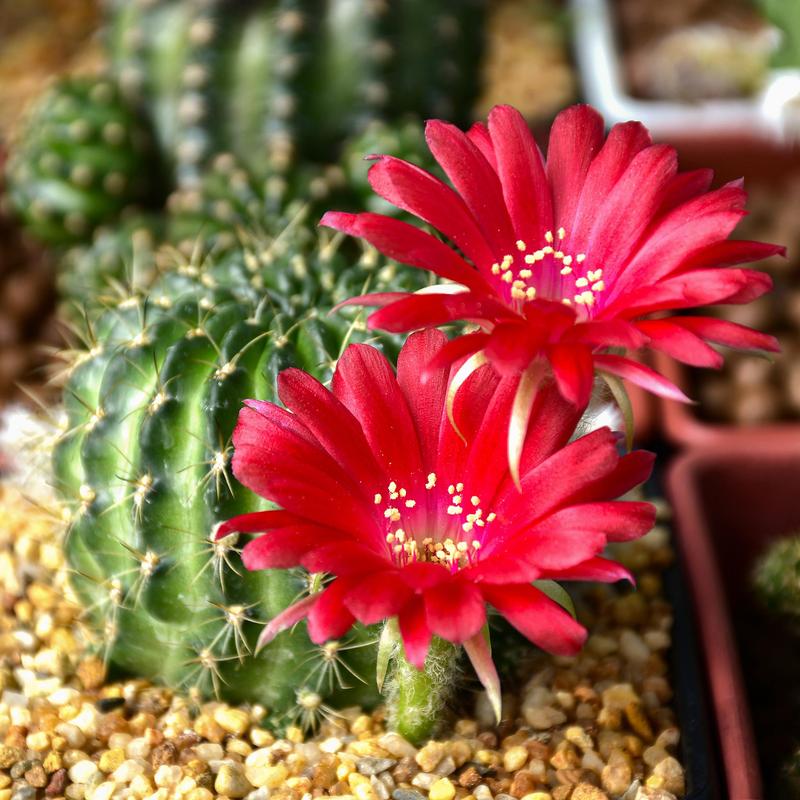 绯牡丹怎么过冬,绯牡丹怎么养?-第2张图片-优品飞百科 绯牡丹怎么过冬,绯牡丹怎么养?-第2张图片-优品飞百科