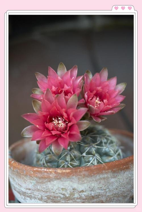 绯牡丹怎么过冬,绯牡丹怎么养?-第3张图片-优品飞百科 绯牡丹怎么过冬,绯牡丹怎么养?-第3张图片-优品飞百科