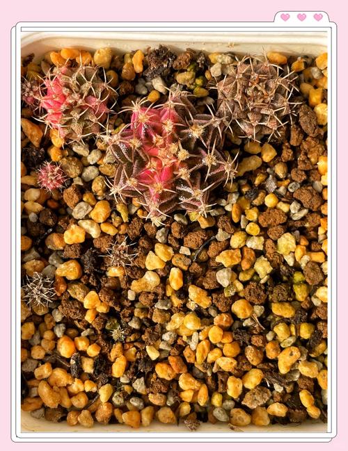 绯牡丹怎么过冬,绯牡丹怎么养?-第4张图片-优品飞百科 绯牡丹怎么过冬,绯牡丹怎么养?-第4张图片-优品飞百科