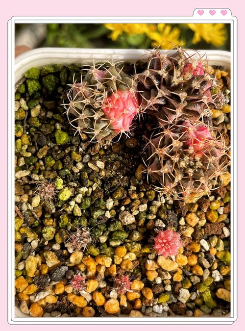 绯牡丹怎么过冬,绯牡丹怎么养?-第6张图片-优品飞百科 绯牡丹怎么过冬,绯牡丹怎么养?-第6张图片-优品飞百科