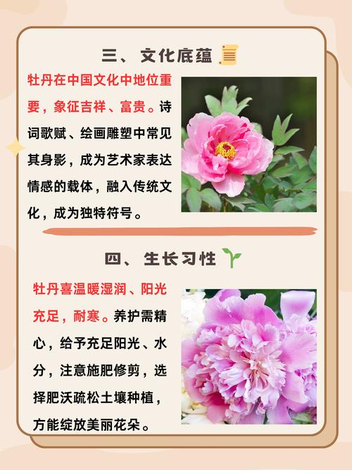 绯牡丹怎么过冬,绯牡丹怎么养?-第7张图片-优品飞百科 绯牡丹怎么过冬,绯牡丹怎么养?-第7张图片-优品飞百科