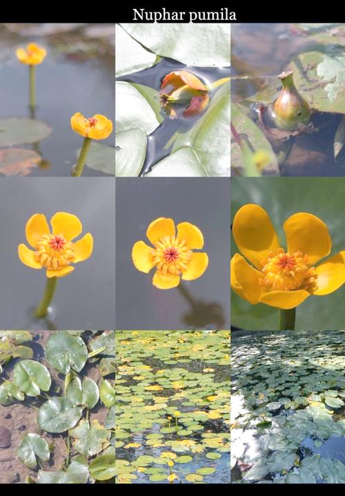 萍逢草的养殖方法及注意事项，萍逢草与荇菜的区别？-第1张图片-优品飞百科