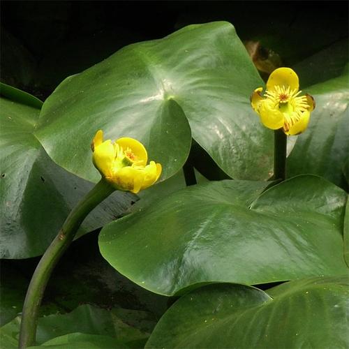 萍逢草的养殖方法及注意事项，萍逢草与荇菜的区别？-第2张图片-优品飞百科