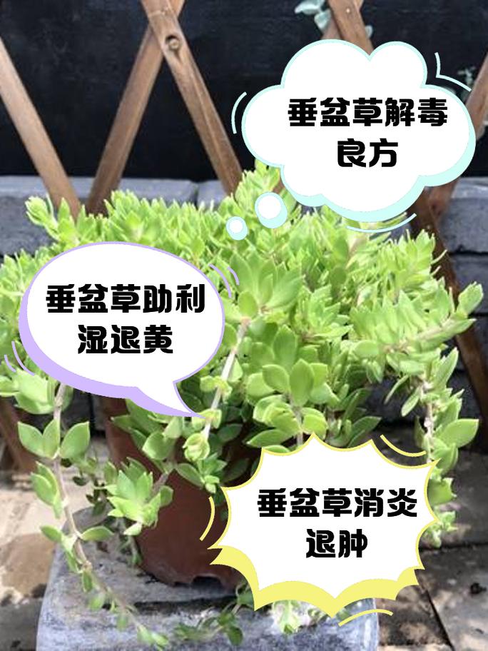 萍逢草的养殖方法及注意事项，萍逢草与荇菜的区别？-第3张图片-优品飞百科