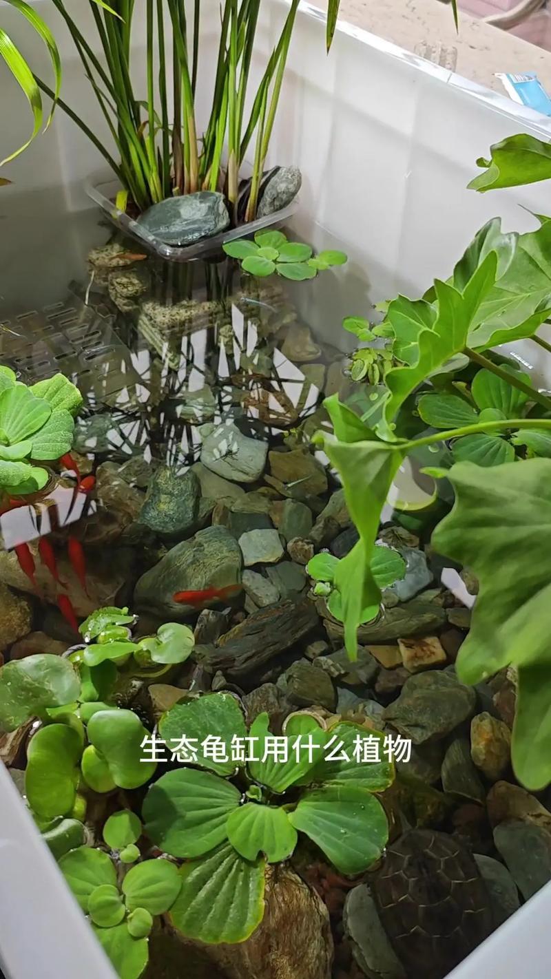 萍逢草的养殖方法及注意事项，萍逢草与荇菜的区别？-第4张图片-优品飞百科