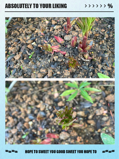 芍药怎么养才长得好,芍药花怎么养才能长好-第2张图片-优品飞百科 芍药怎么养才长得好,芍药花怎么养才能长好-第2张图片-优品飞百科