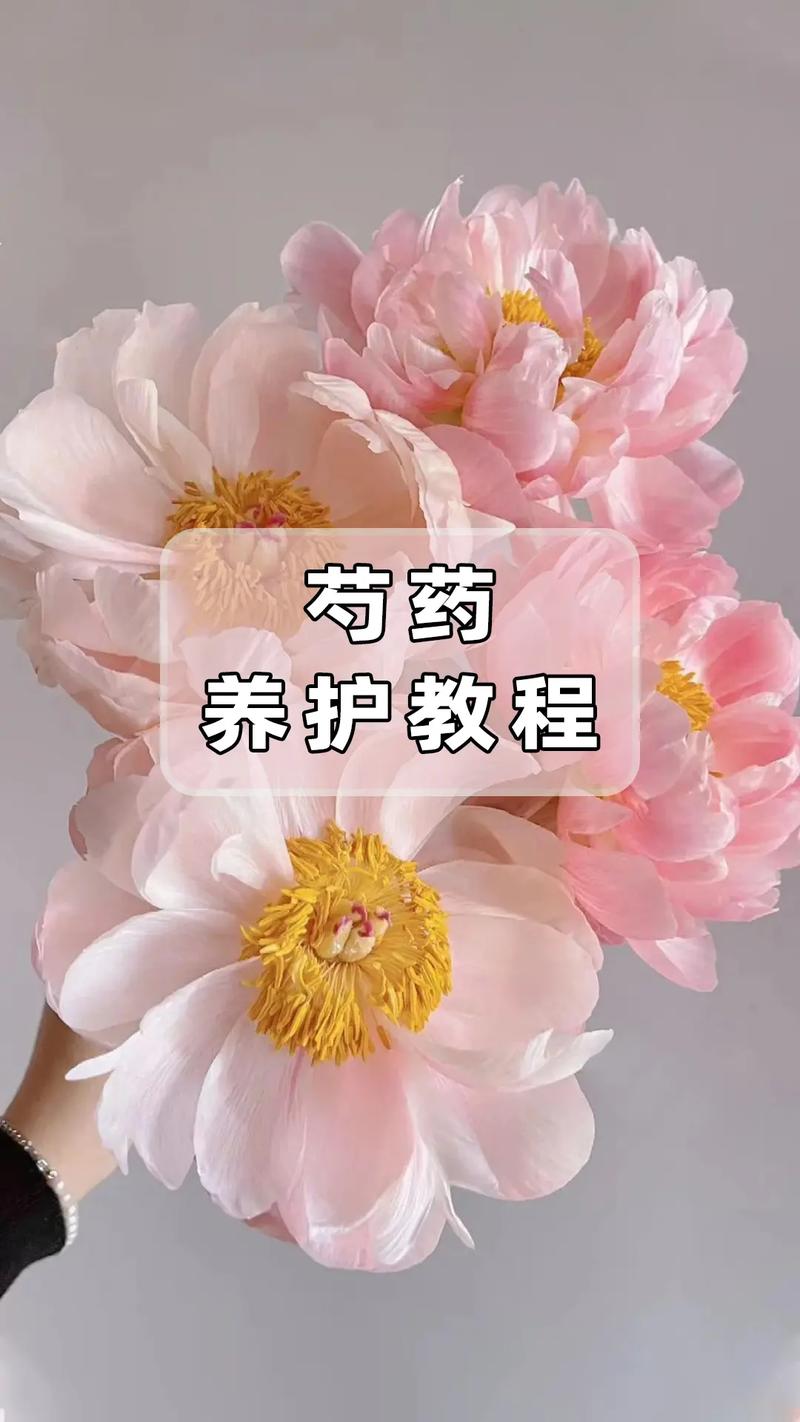 芍药怎么养才长得好,芍药花怎么养才能长好-第4张图片-优品飞百科 芍药怎么养才长得好,芍药花怎么养才能长好-第4张图片-优品飞百科