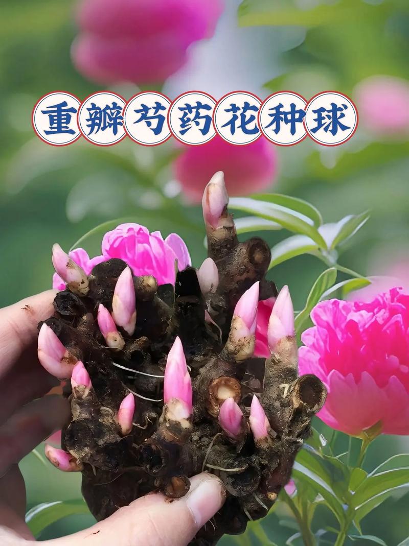 芍药怎么养才长得好,芍药花怎么养才能长好-第7张图片-优品飞百科 芍药怎么养才长得好,芍药花怎么养才能长好-第7张图片-优品飞百科