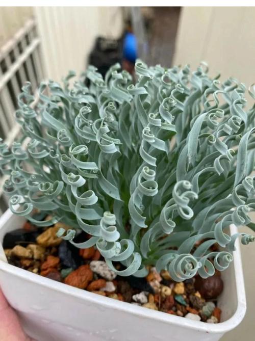 弹簧草种子怎么种？弹簧草怎么养护？