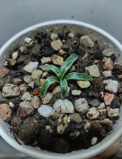 弹簧草种子怎么种？弹簧草怎么养护？-第3张图片-优品飞百科