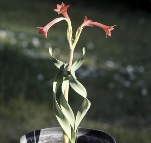 弹簧草种子怎么种？弹簧草怎么养护？-第4张图片-优品飞百科