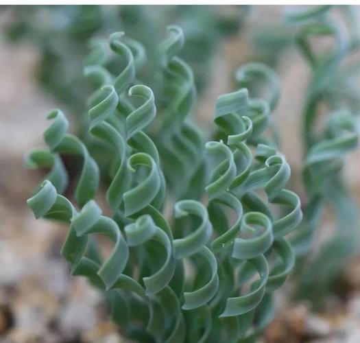 弹簧草种子怎么种？弹簧草怎么养护？-第5张图片-优品飞百科