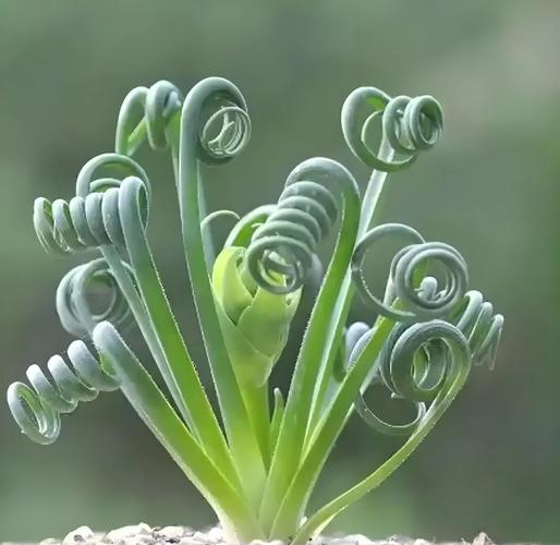 弹簧草种子怎么种？弹簧草怎么养护？-第6张图片-优品飞百科