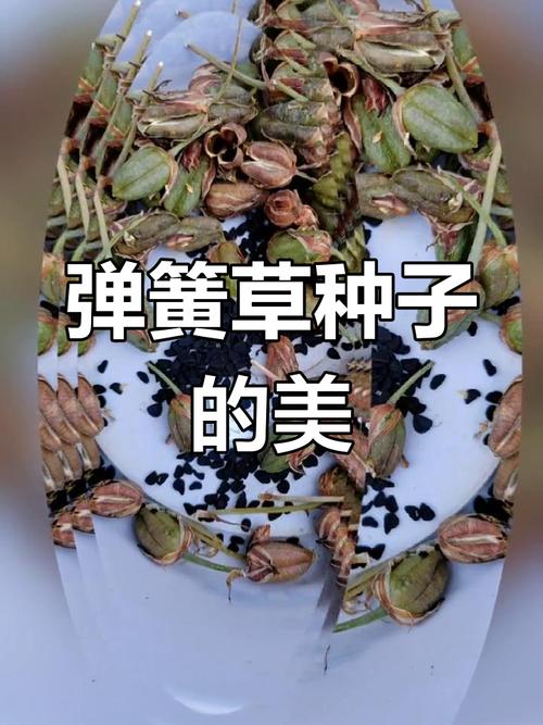 弹簧草种子怎么种？弹簧草怎么养护？-第7张图片-优品飞百科
