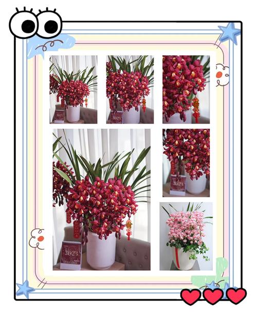 惠兰花怎么养才开花？惠兰花怎么养视频？