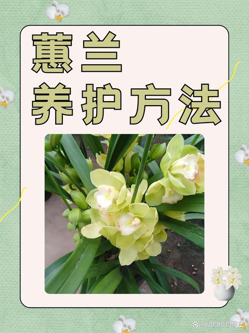 惠兰花怎么养才开花？惠兰花怎么养视频？-第2张图片-优品飞百科