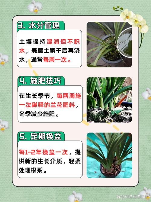 惠兰花怎么养才开花？惠兰花怎么养视频？-第5张图片-优品飞百科